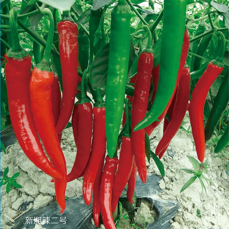 hot pepper5.jpg